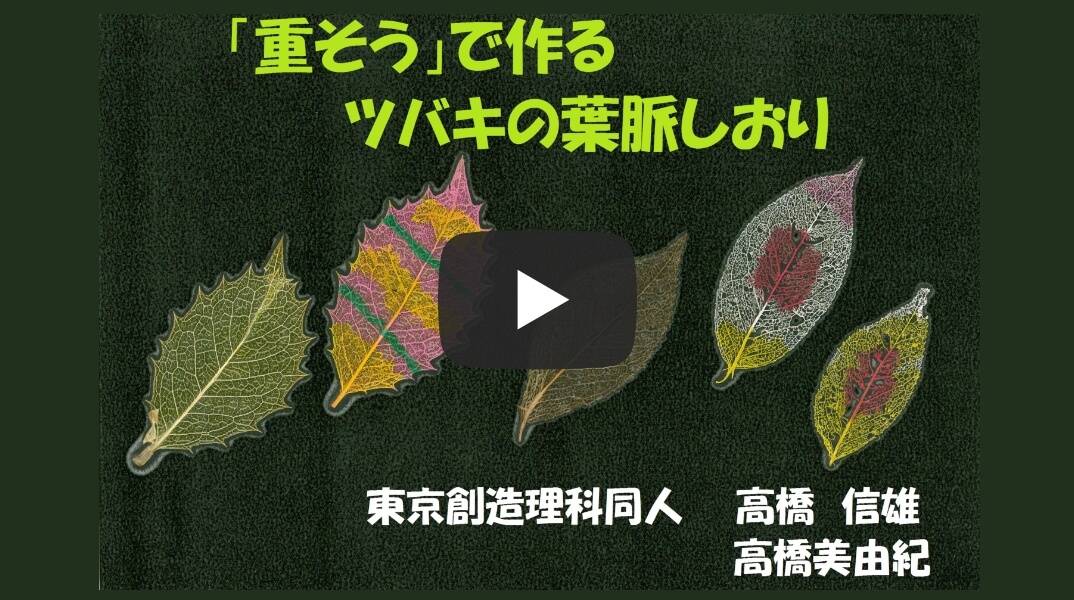 重そうで作るツバキ葉脈しおり（東京創造理科同人）